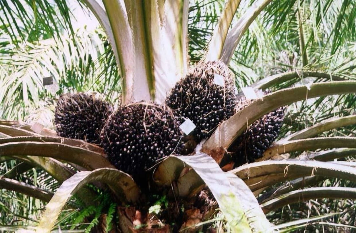 Produtores de sementes de dendê podem obter licença oficial da Embrapa