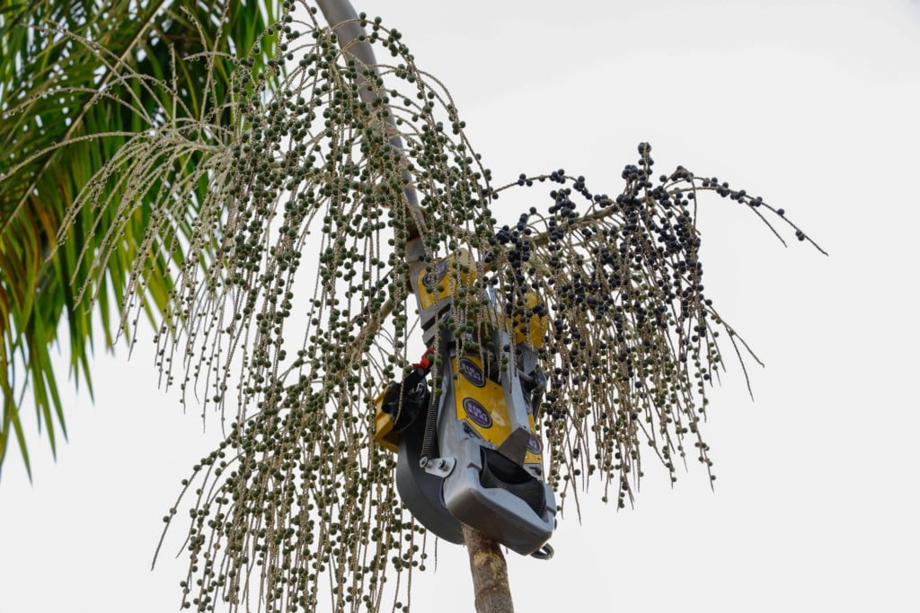 Robôs colhedores de açaí já operam na Amazônia e aumentam produtividade em 10 vezes