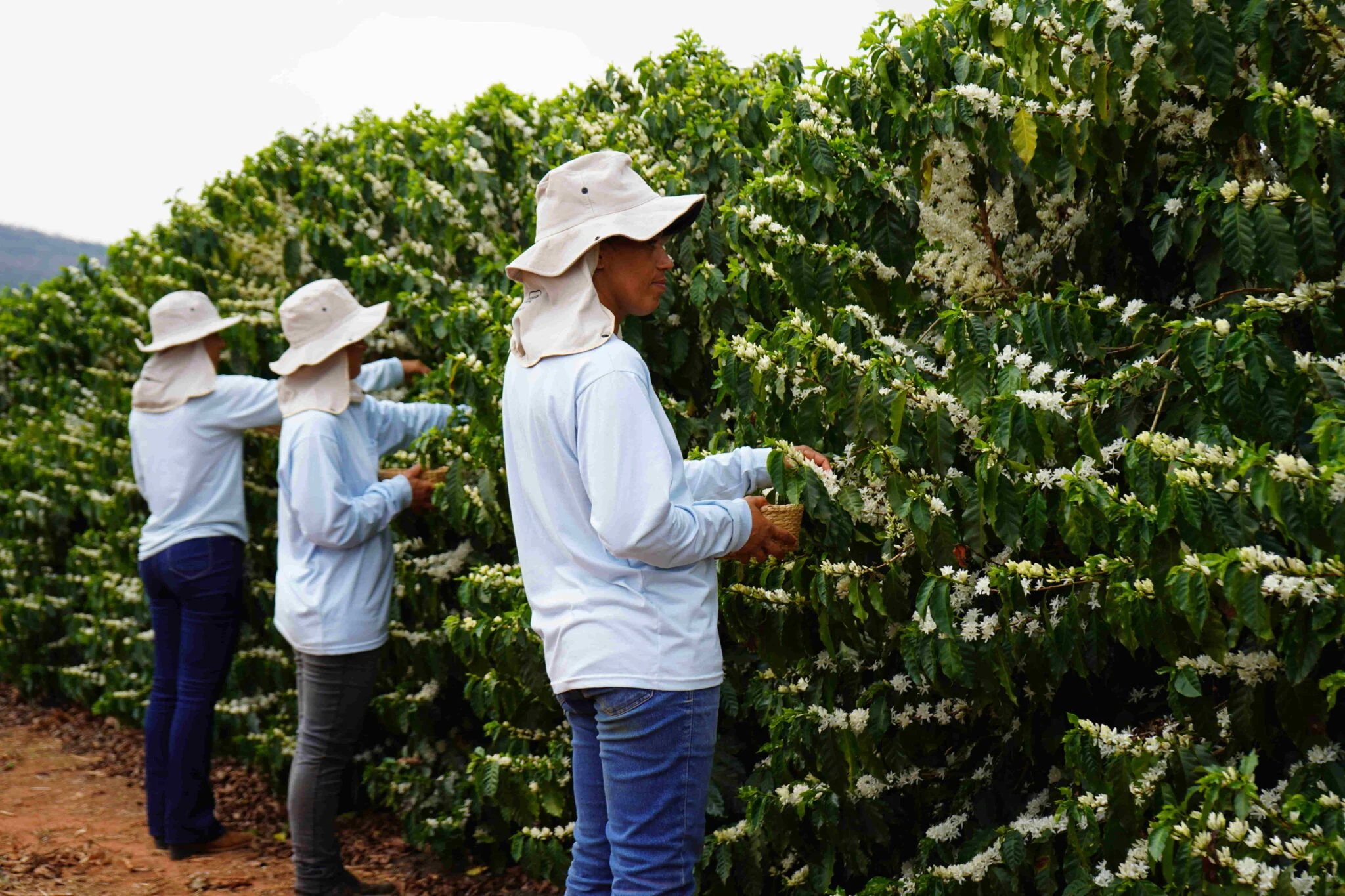 Flores de café viram essência nobre e abrem novo mercado no agronegócio brasileiro