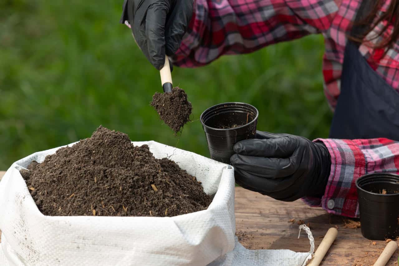 Como fazer adubo NPK caseiro fácil, barato e cheio de benefícios para suas plantas