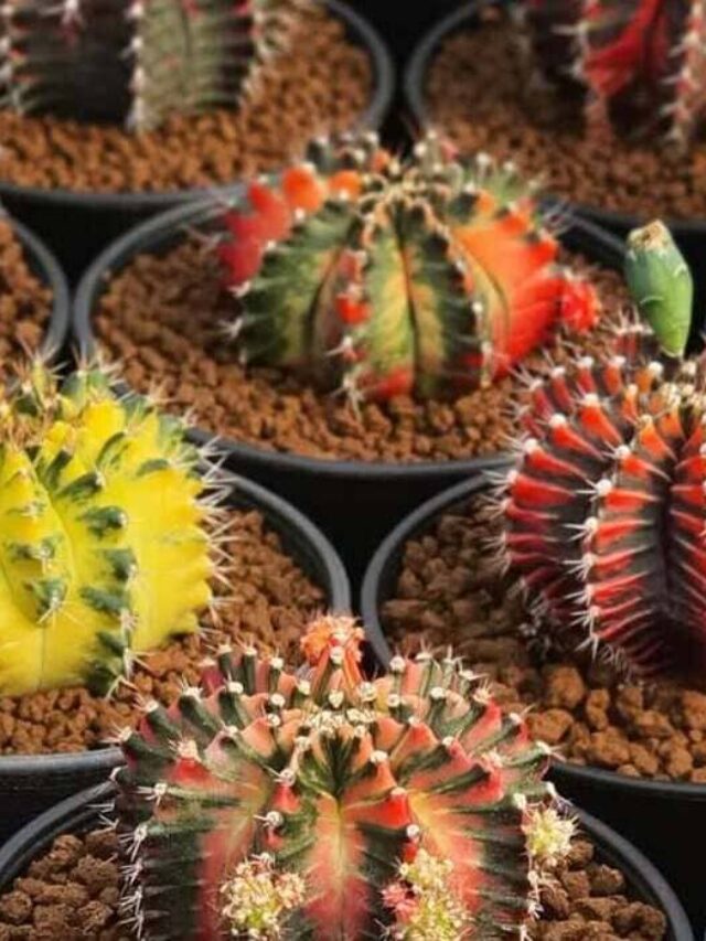 cropped-cactos-coloridos-1.jpg
