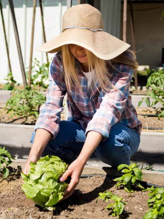 cropped-horta.jpg