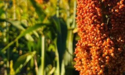 cropped-plantas-cobertura-cp.jpg
