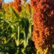 cropped-plantas-cobertura-cp.jpg