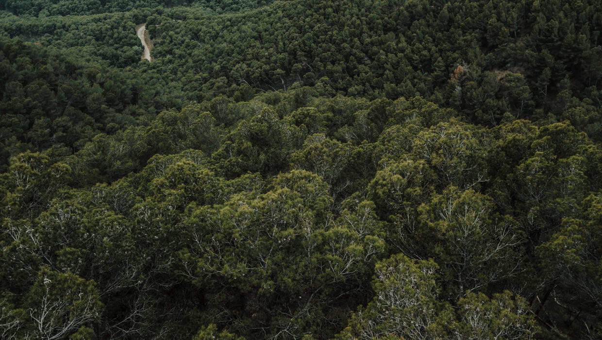 Justiça climática e regulamentação: pilares distintos, mas complementares da luta contra a crise global
