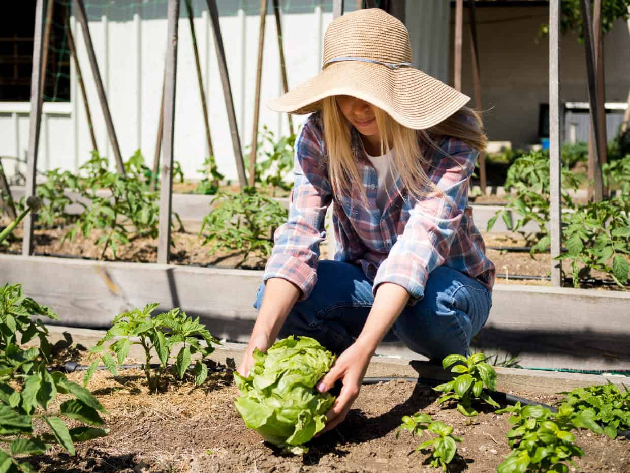 Horta comunitária: entenda o que é e como ela transforma bairros e cidades
