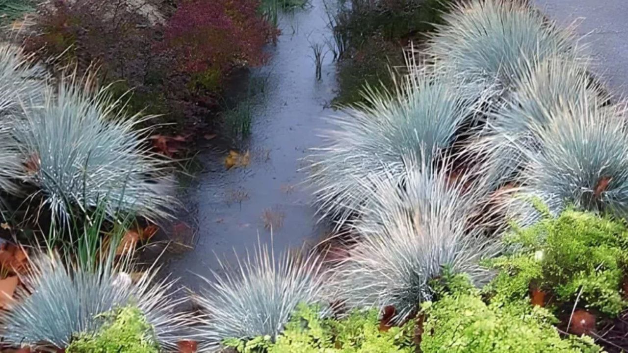 Jardins de chuva chegam a Curitiba como solução verde para os alagamentos