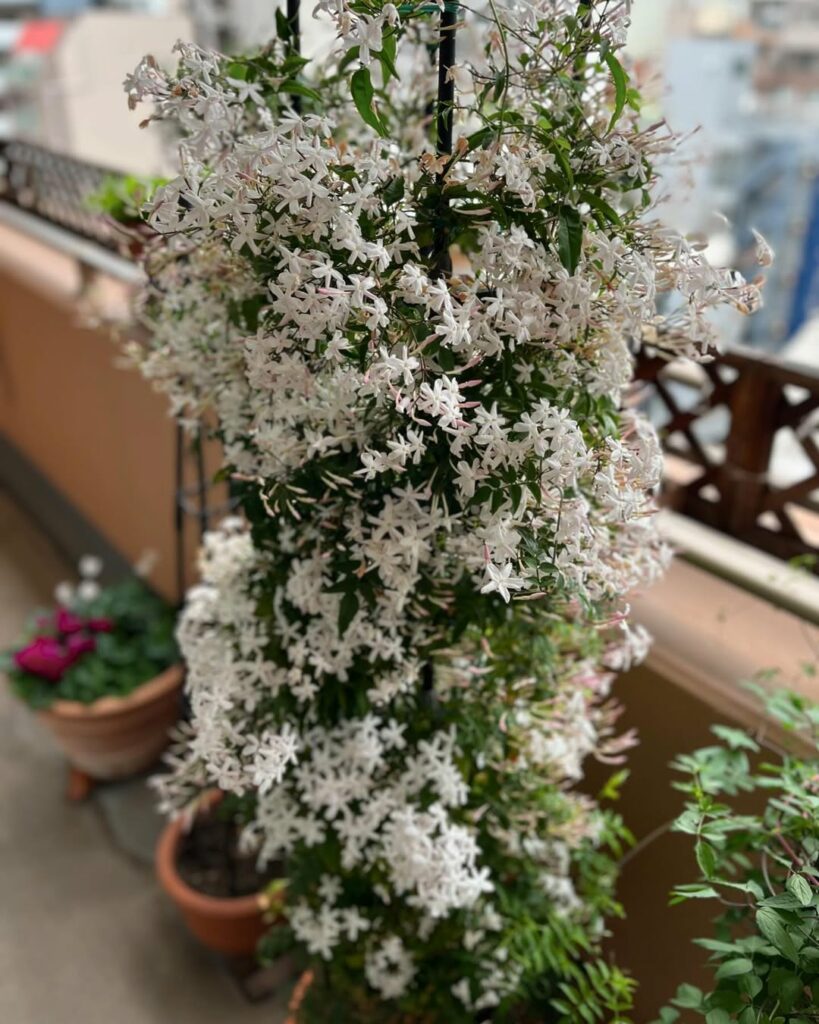 Jasmim-dos-poetas: a trepadeira perfumada que cresce rápido e encanta jardins