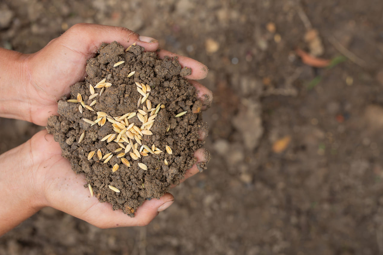 Como a matéria orgânica influencia a fertilidade do solo agrícola
