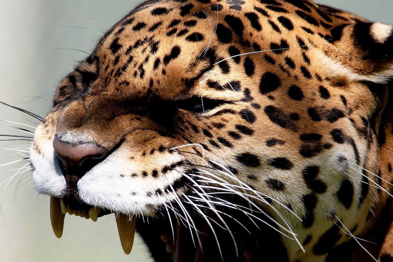 Dia da Fauna Silvestre: por que essa data importa (e como você pode agir)