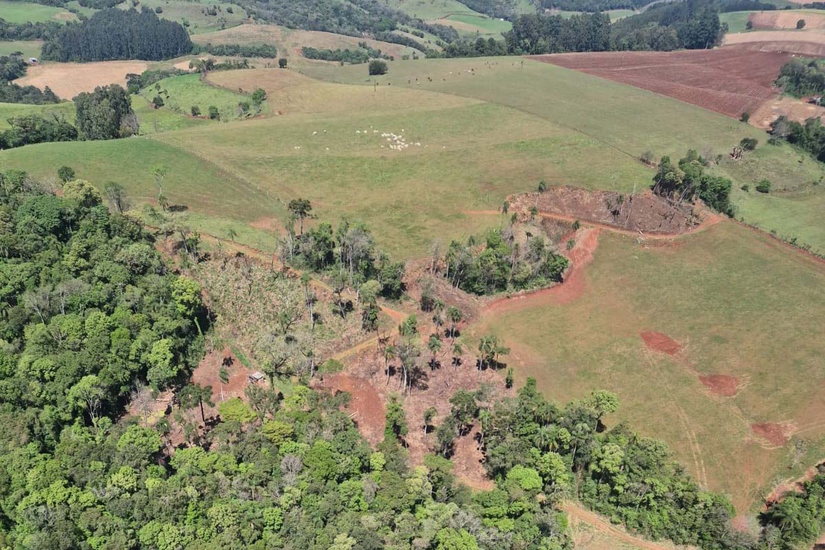 Paraná aplica R$ 2,9 milhões em multas por desmatamento ilegal na Mata Atlântica
