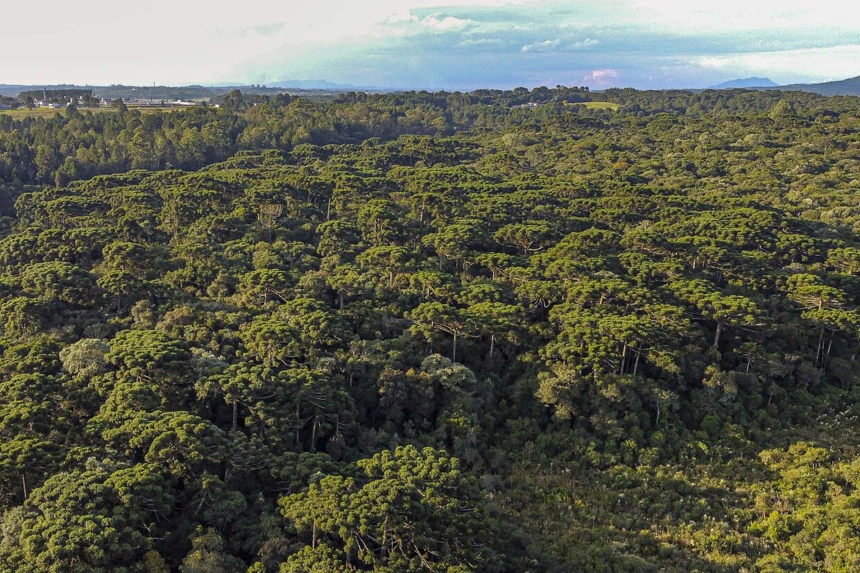 Pinhão terá colheita adiada no Paraná para preservar florestas e produtores