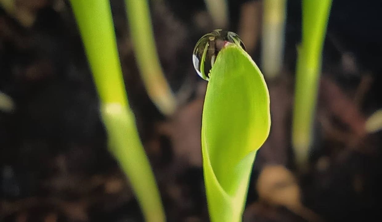Como cultivar milho verde no quintal: guia para iniciantes