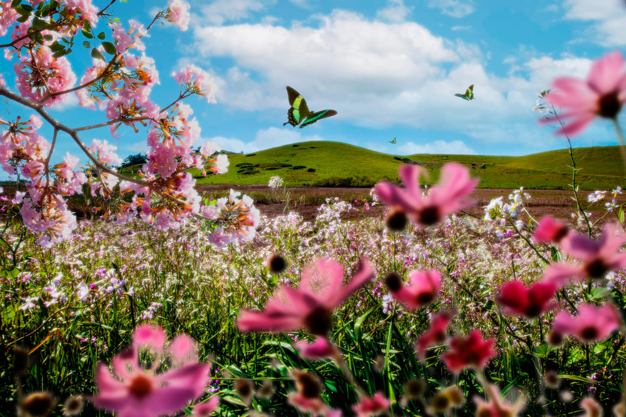 Aquelas "flores" coloridas da bouganville são, na verdade, folhas e isso explica um dos maiores paradoxos da jardinagem