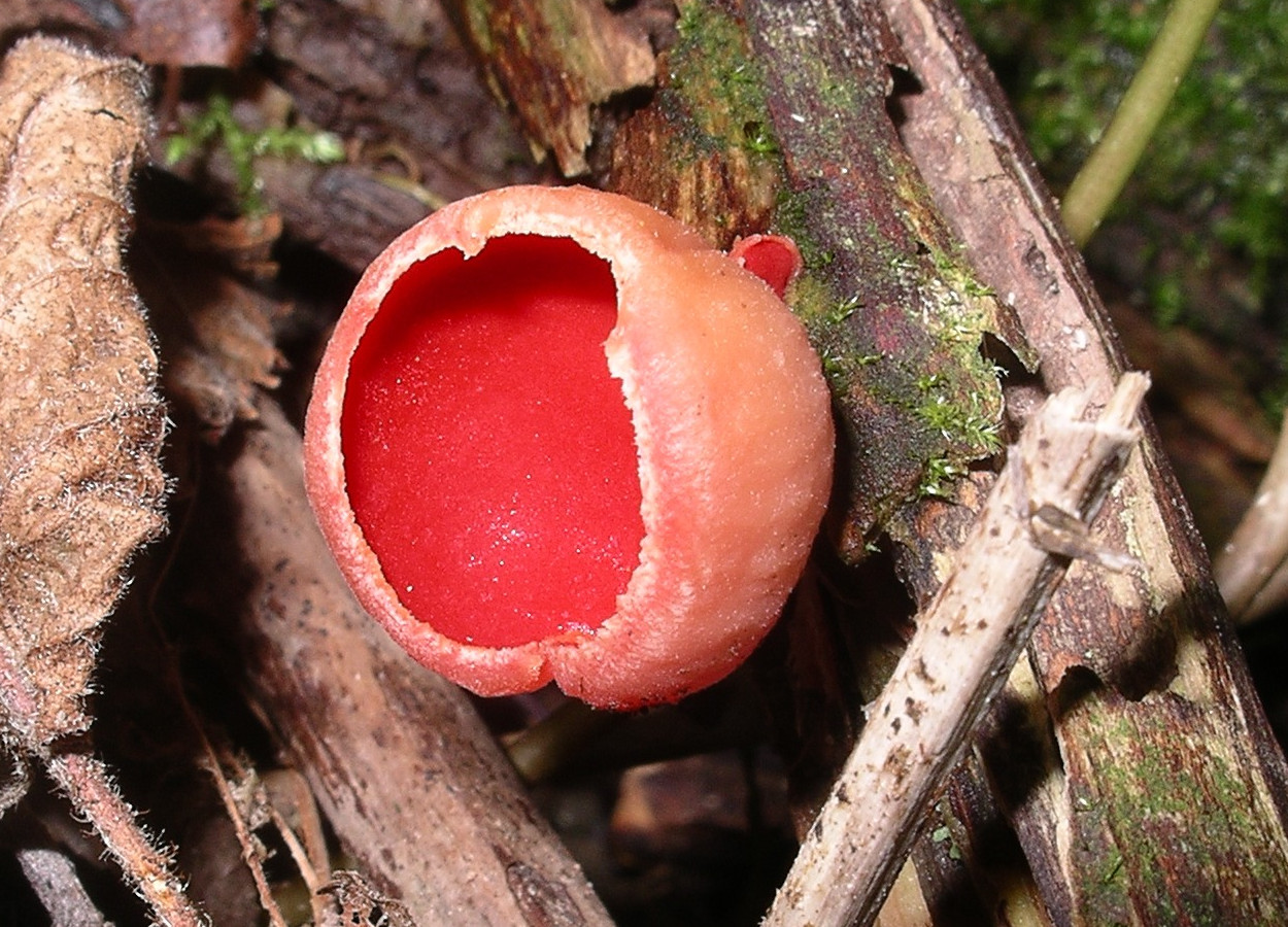 Fungos surgiram há mais de 1 bilhão de anos, revela estudo que reescreve a história evolutiva