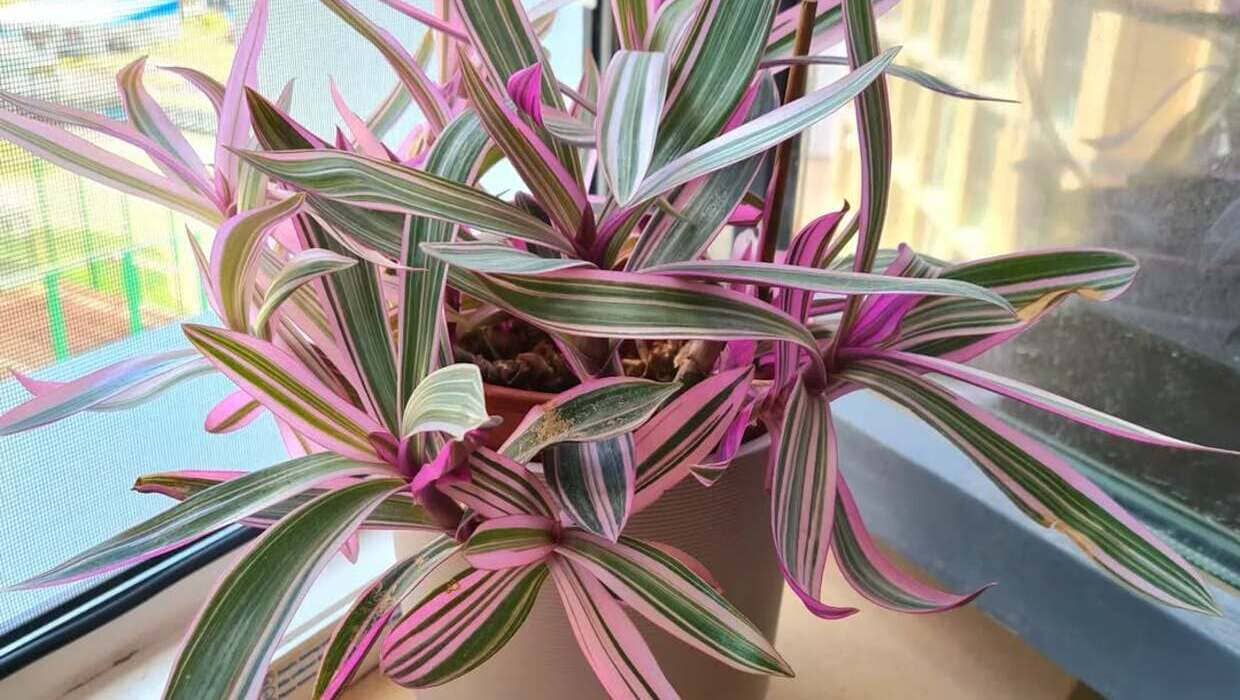 Sol ou sombra? Saiba o que o abacaxi-roxo precisa para crescer bonito e saudável