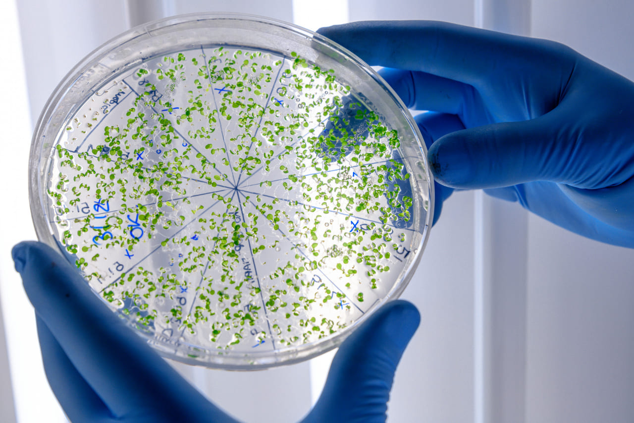 Ciência jovem e bioplástico: soluções brasileiras contra a poluição dos mares