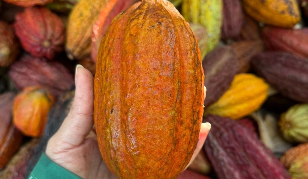 Cacau e bananeira no mesmo solo: Epamig inicia estudo inédito no semiárido de Minas