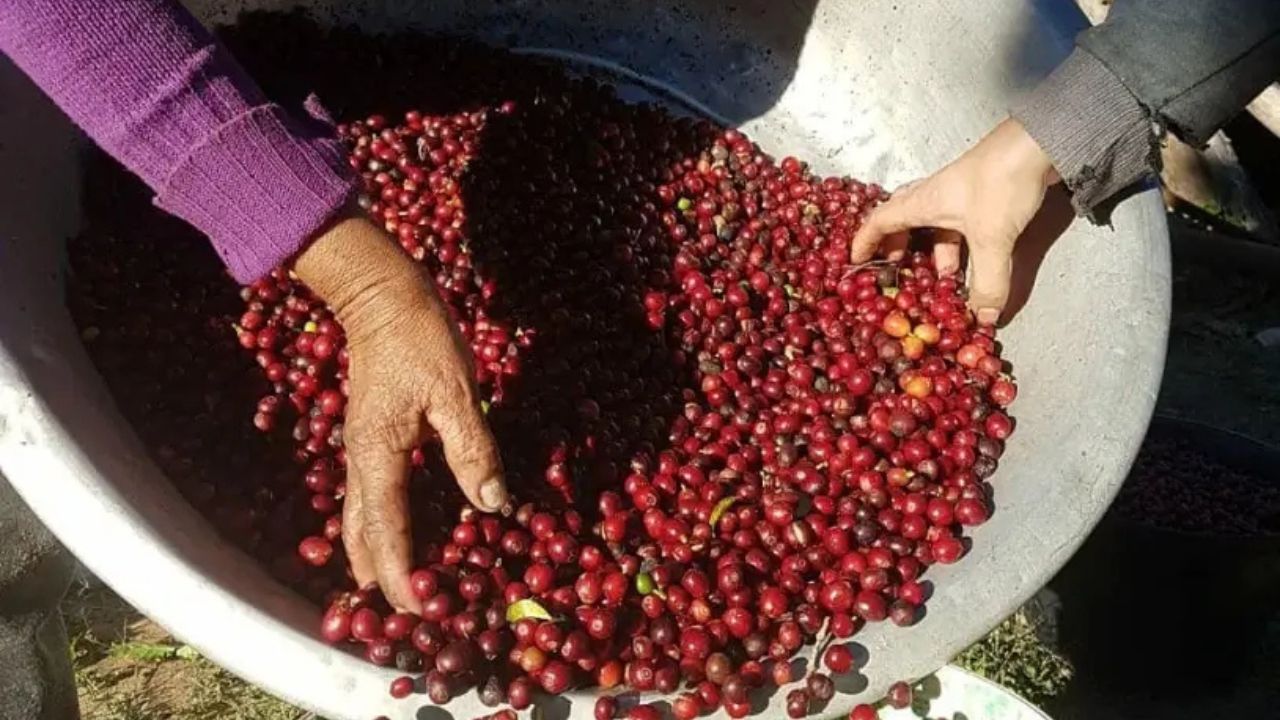 Café arábica se valoriza em março e ignora pressão das boas projeções para 2026/27; robusta segue em baixa