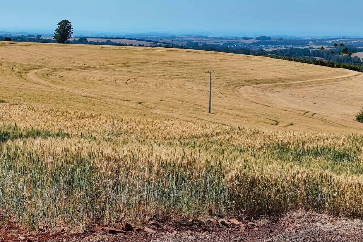 Riscos emocionais no agronegócio entram no radar da fiscalização
