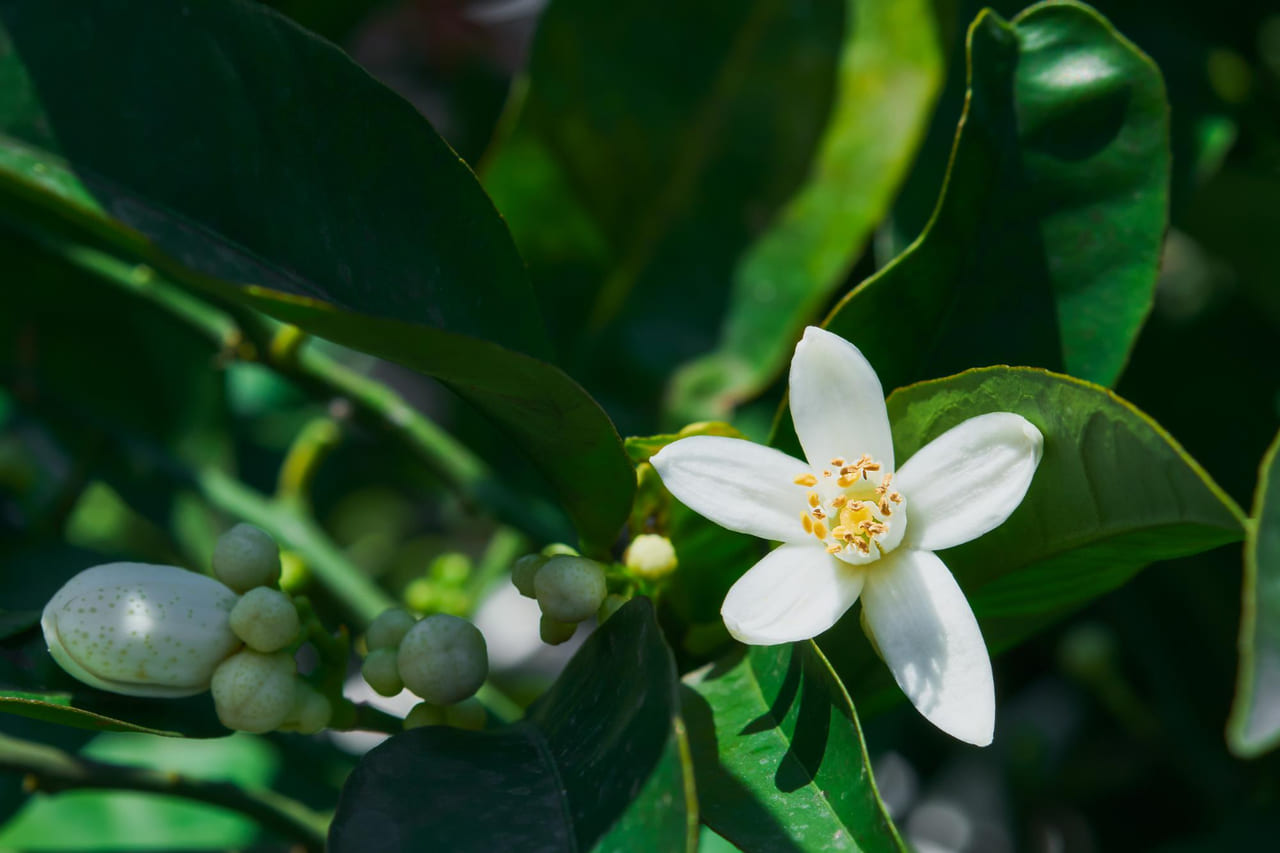Primavera chuvosa anima cafeicultores e projeta safra promissora