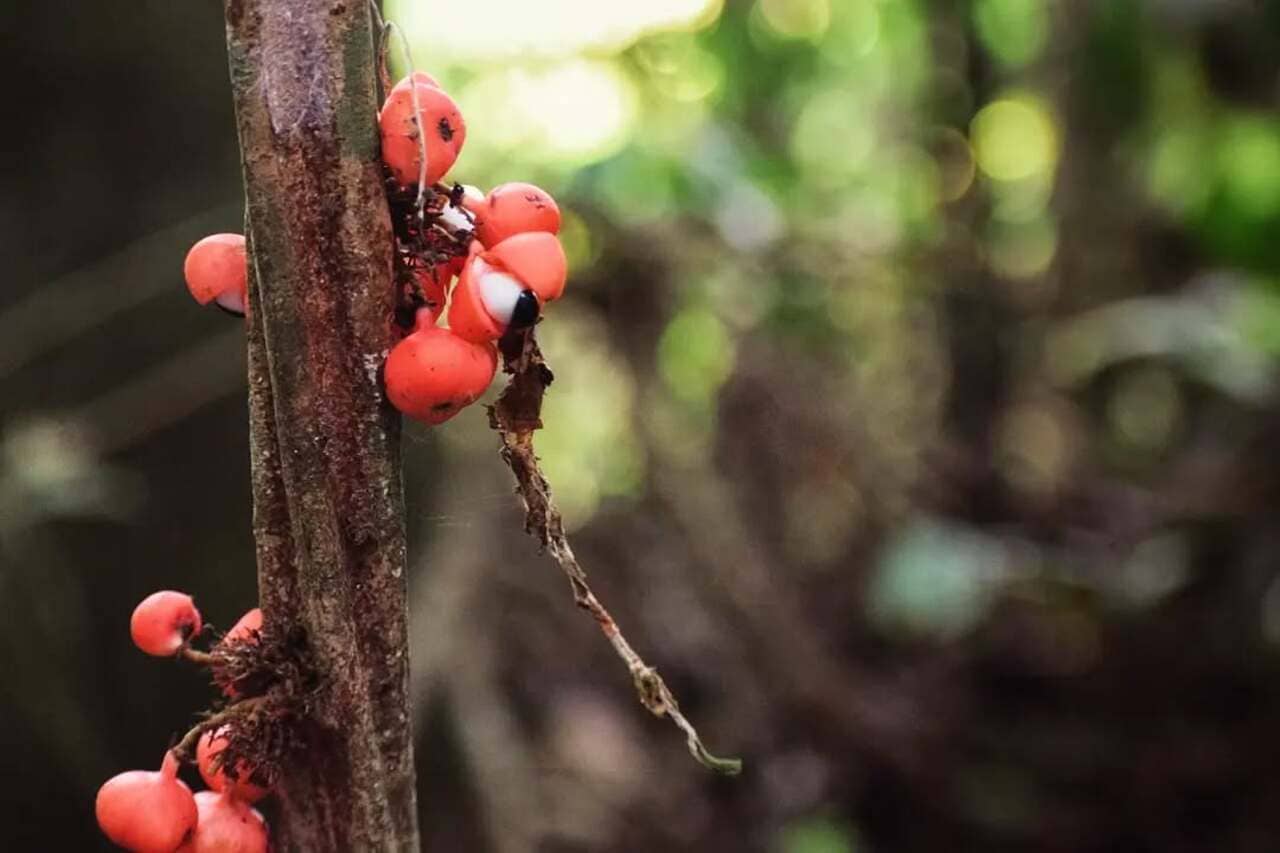 O guaraná silvestre da Amazônia tem uma composição que a indústria ainda não sabe usar