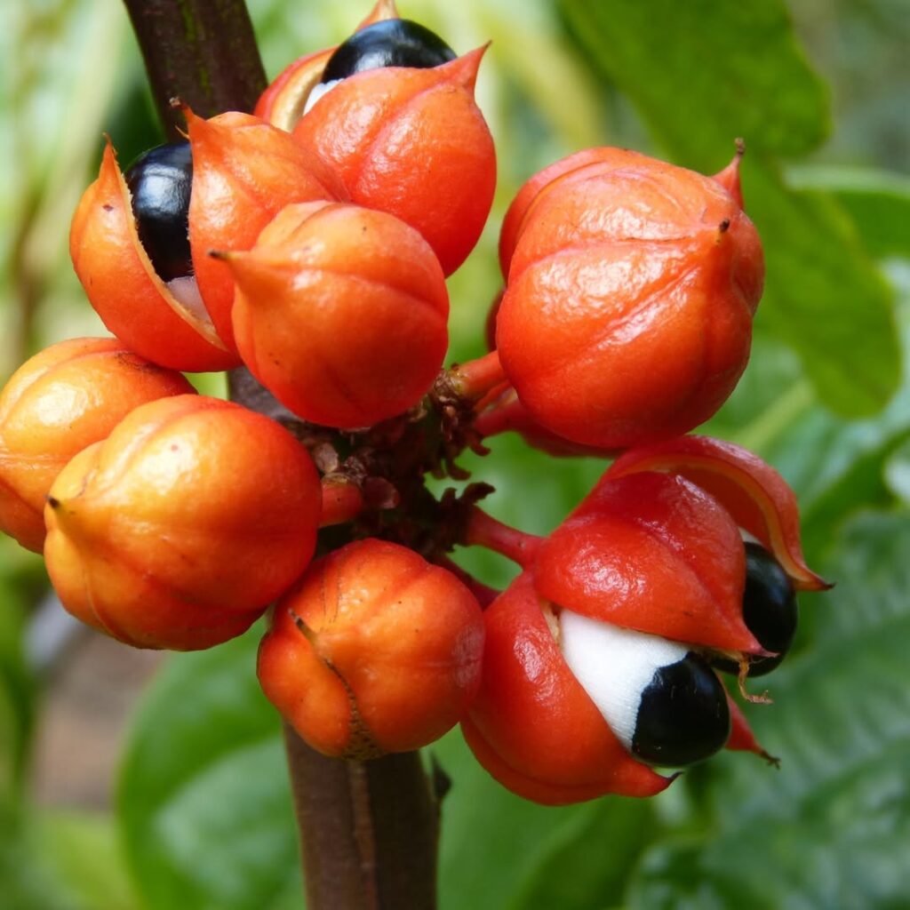 O guaraná silvestre da Amazônia tem uma composição que a indústria ainda não sabe usar