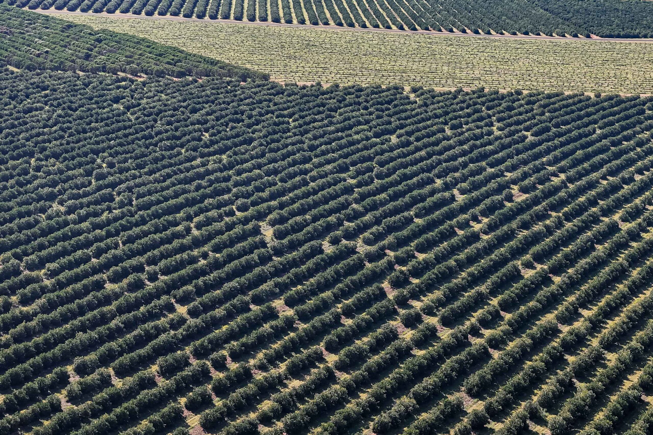 Triângulo Mineiro lança cinturão sanitário contra o greening antes que a doença destrua o segundo maior polo citrícola do país