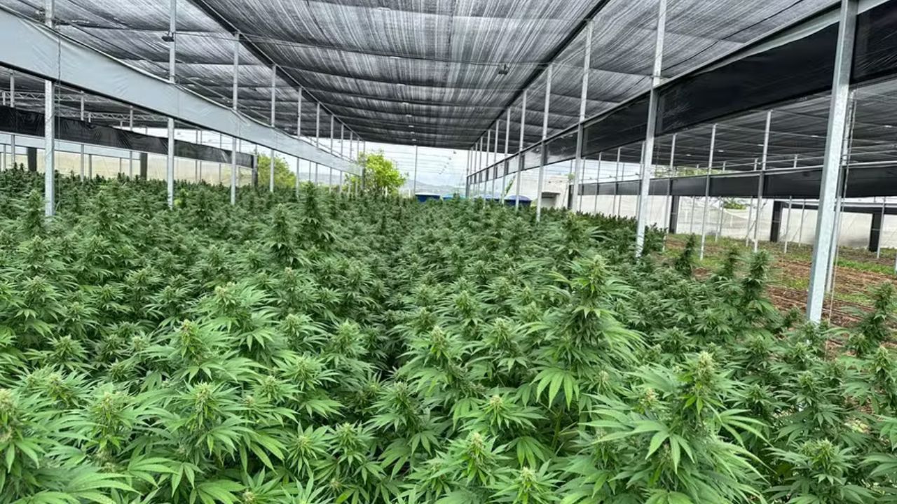 Produtos com cannabis ganham base de dados oficial no Paraná para apoiar médicos e gestores públicos