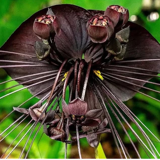 Flor-morcego: a exótica Tacca chantrieri que parece ter saído do Mundo Invertido de Stranger Things