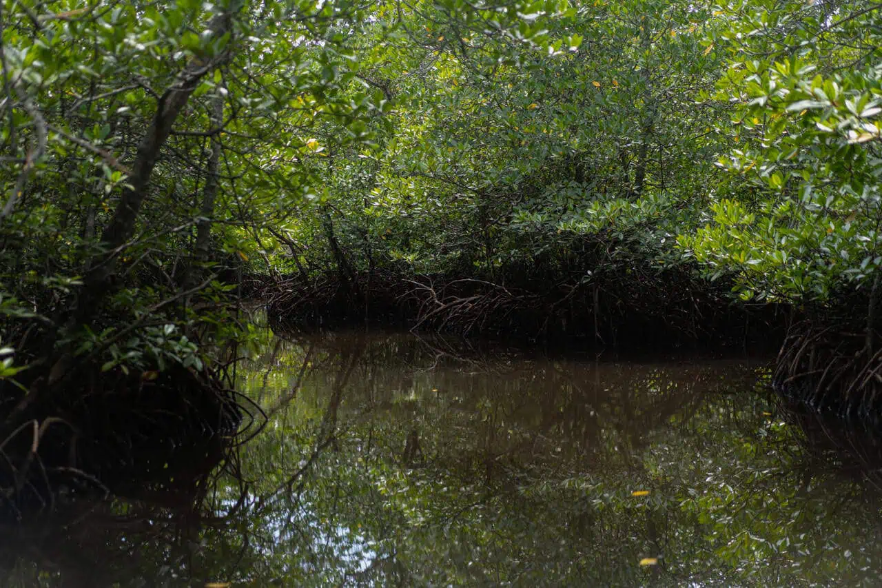 Rejeitos de mineração alteram ritmo da floresta e favorecem invasoras no Rio Doce