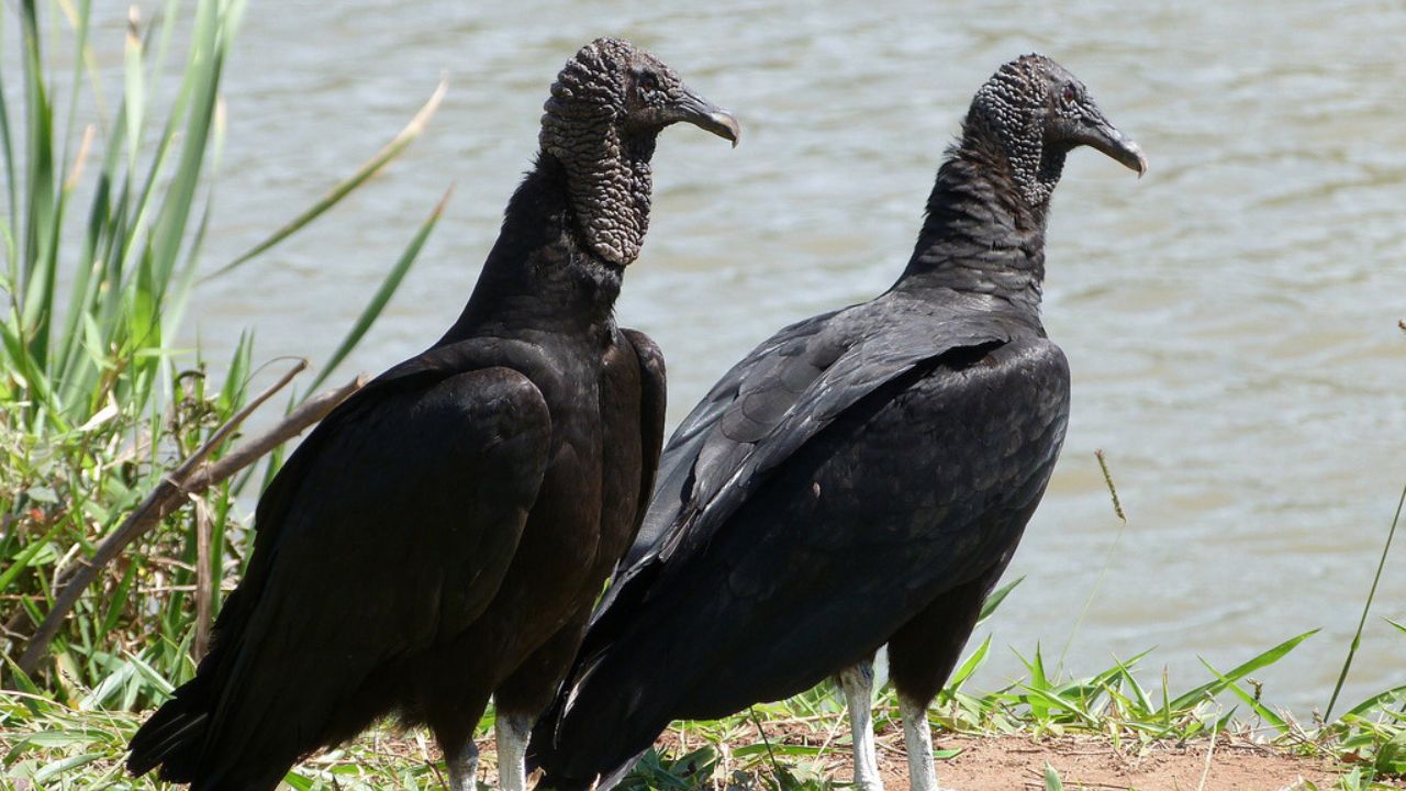 IAT reforça alerta para proteger a fauna silvestre durante o período reprodutivo