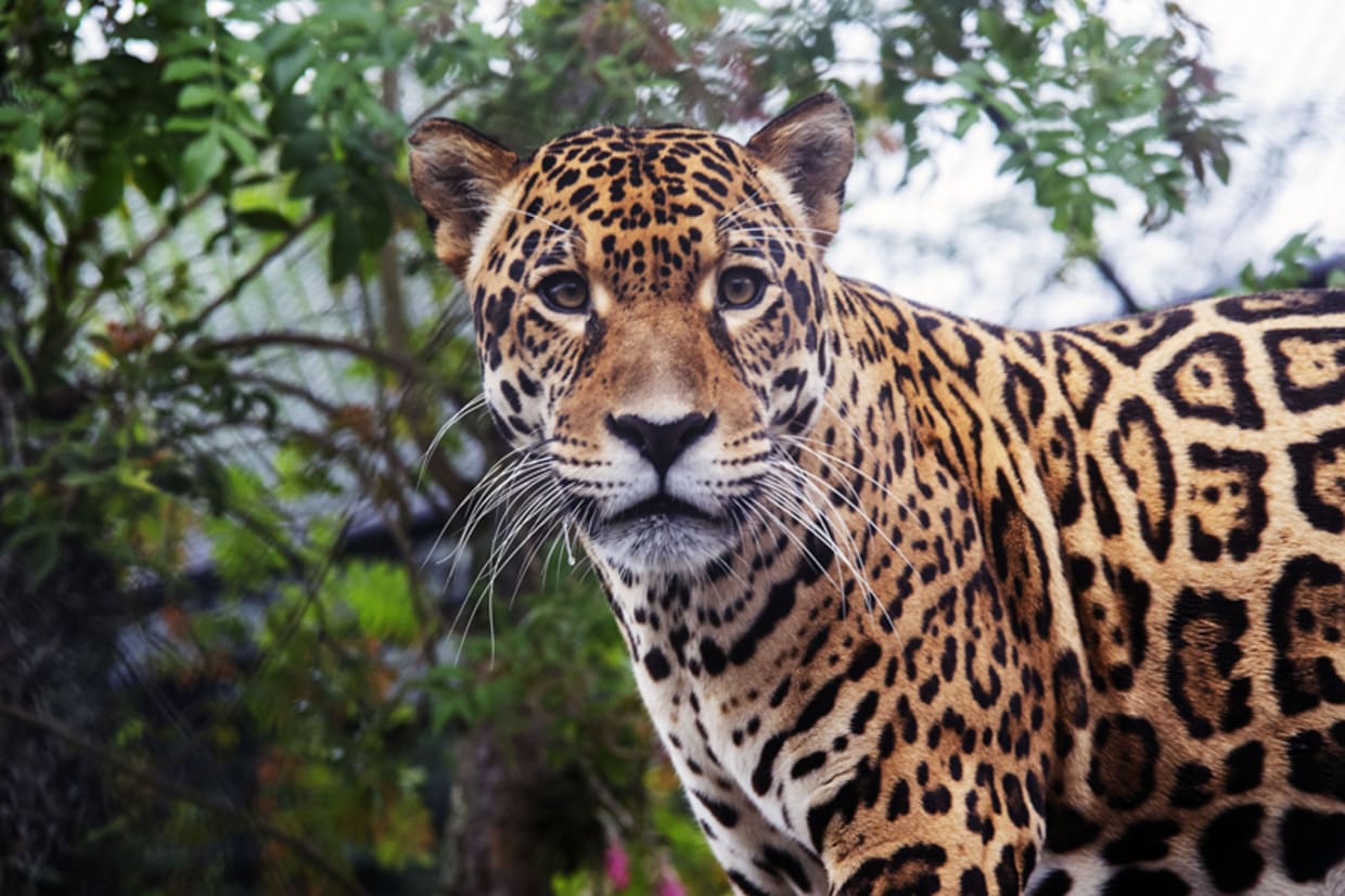 Onça-pintada Tocantins inicia jornada de conservação no Zoo de Curitiba