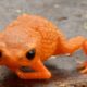 Novo sapo descrito na Serra do Quiriri expõe fragilidade de um dos últimos refúgios da Mata Atlântica
