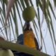 Vídeo: Arara surpreende ao abrir coco sozinho em Cuiabá e vídeo atinge 2 milhões de views