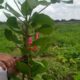 Caju do começo ao fim: o superalimento tropical que não tem parte ruim