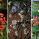 Frutos ornamentais: plantas que mantêm o jardim bonito o ano inteiro
