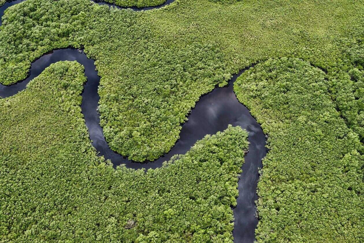 Quarenta vezes mais eficiente que a floresta: o segredo climático enterrado na lama dos manguezais nordestinos
