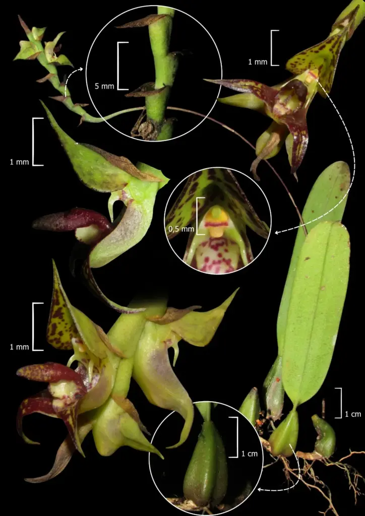 Registro Pioneiro de Orquídea Rara no Litoral Paranaense