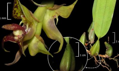 Registro Pioneiro de Orquídea Rara no Litoral Paranaense