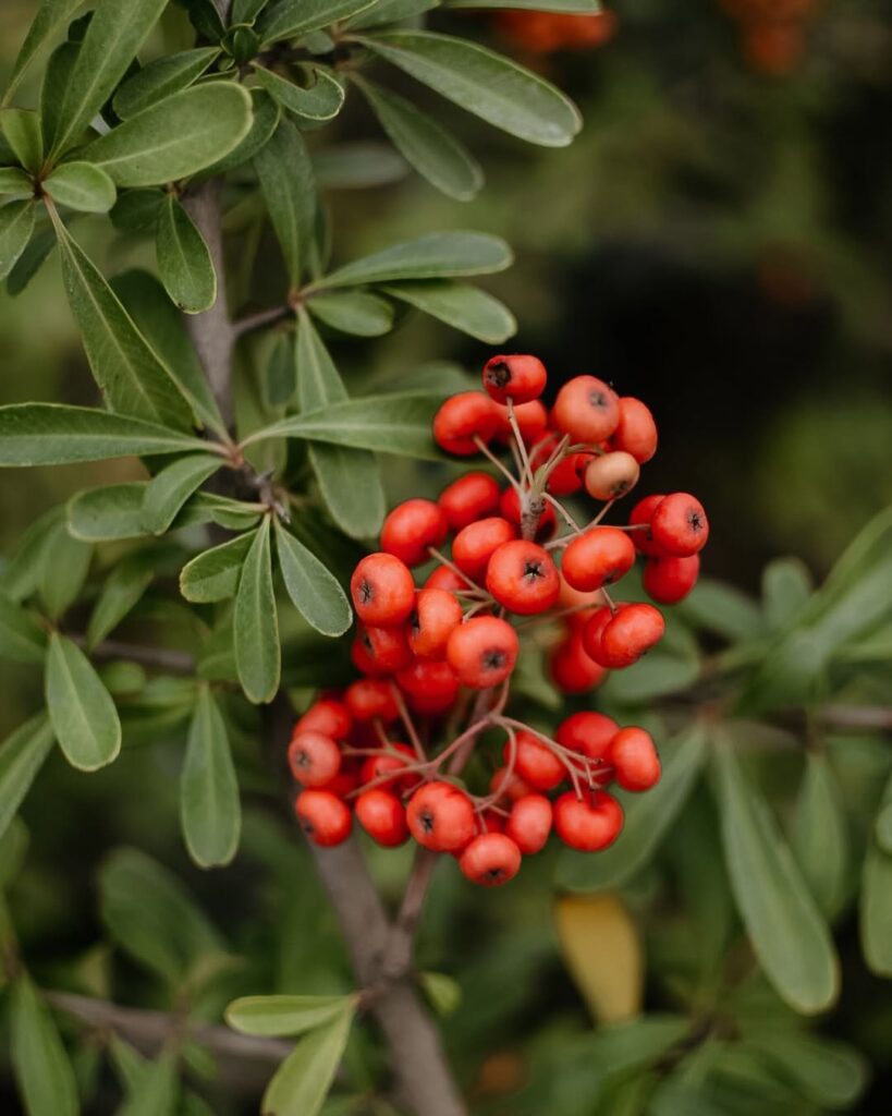 Frutos ornamentais: plantas que mantêm o jardim bonito o ano inteiro