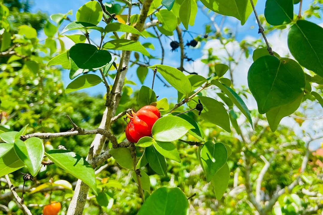Tem um pé de pitanga em casa? Conheça 3 pássaros que fazem festa no seu quintal