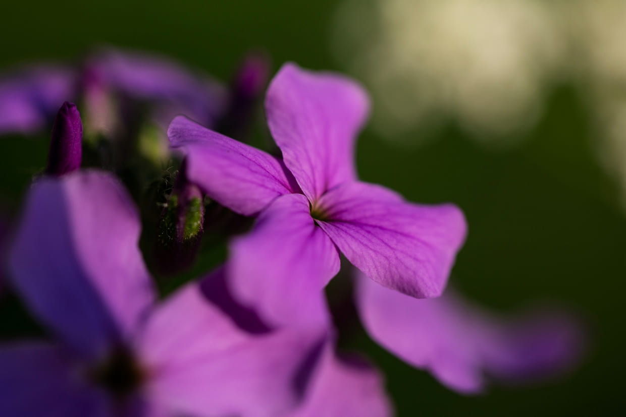 A surpreendente raridade do violeta na natureza