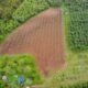 Distrito da zona sul paulistana é exemplo de produção orgânica e abastecimento local