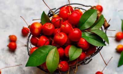 Polinizadores nativos aumentam rendimento da acerola em 103% no Vale do São Francisco