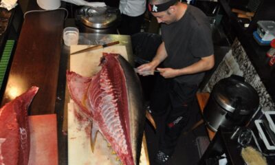 Atum bluefin, o tesouro dos mares que custa milhões