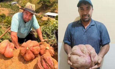 Agricultor capixaba colhe batata-doce gigante e atribui resultado ao calendário lunar