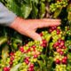 Café da Serra de Apucarana recebe selo de origem e fortalece economia regional