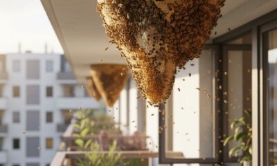 Colmeia gigante no teto obriga família a deixar o próprio apartamento