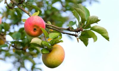 As maçãs desta safra estão mais doces por uma razão que o mercado brasileiro ainda não aprendeu a valorizar